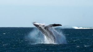 ss 2025 experiences humpback whale rosslongphoto 3